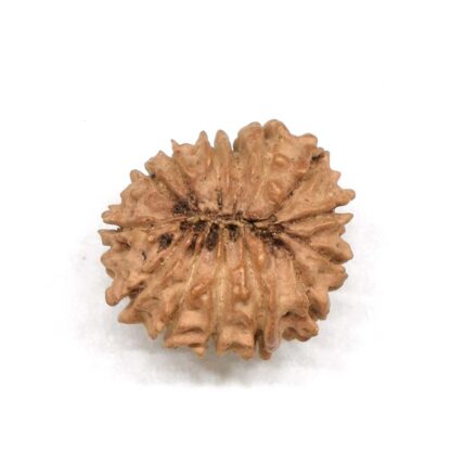 14-Mukhi-Rudraksha-Nepal-1-Back