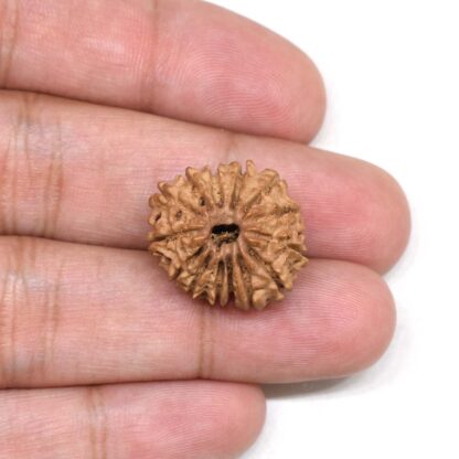 14-Mukhi-Rudraksha-Nepal-1-Hand