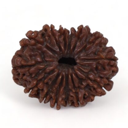 14-Mukhi-Rudraksha-Nepal-10