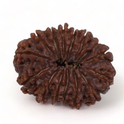 14-Mukhi-Rudraksha-Nepal-10-Back