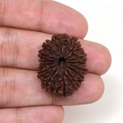 14-Mukhi-Rudraksha-Nepal-10-Hand