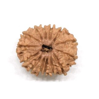 14-Mukhi-Rudraksha-Nepal-2