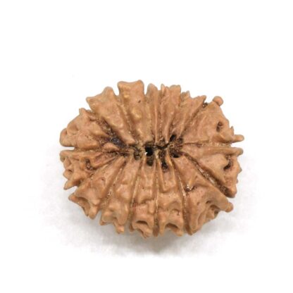 14-Mukhi-Rudraksha-Nepal-2-Back