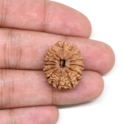 14-Mukhi-Rudraksha-Nepal-2-Hand