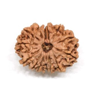 14-Mukhi-Rudraksha-Nepal-3