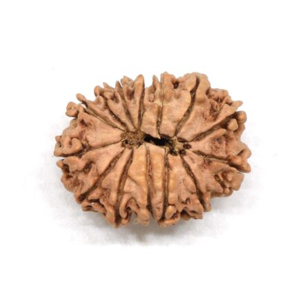 14-Mukhi-Rudraksha-Nepal-3-Back