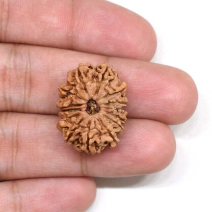 14-Mukhi-Rudraksha-Nepal-3-Hand