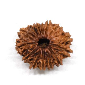 14-Mukhi-Rudraksha-Nepal-4