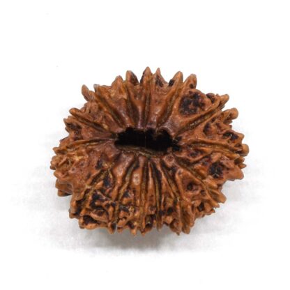 14-Mukhi-Rudraksha-Nepal-4-Back