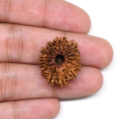 14-Mukhi-Rudraksha-Nepal-4-Hand