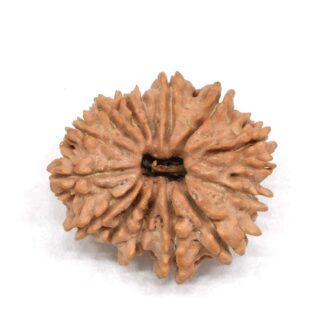 14-Mukhi-Rudraksha-Nepal-5