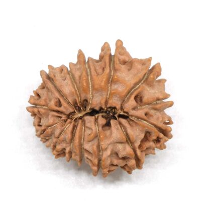 14-Mukhi-Rudraksha-Nepal-5-Back