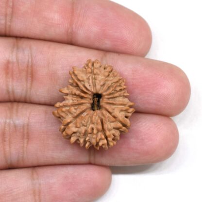 14-Mukhi-Rudraksha-Nepal-5-Hand