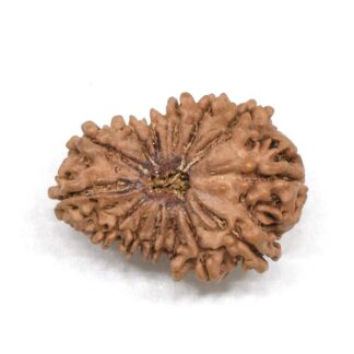 14-Mukhi-Rudraksha-Nepal-6