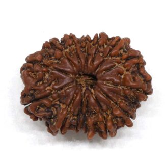 14-Mukhi-Rudraksha-Nepal-7