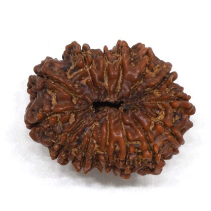 14-Mukhi-Rudraksha-Nepal-7-Back