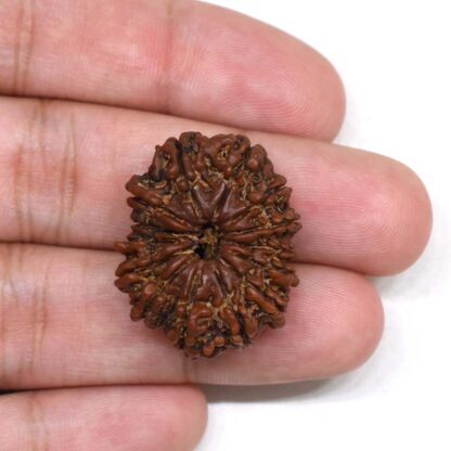 14-Mukhi-Rudraksha-Nepal-7-Hand