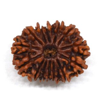 14-Mukhi-Rudraksha-Nepal-8