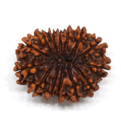 14-Mukhi-Rudraksha-Nepal-8-Back