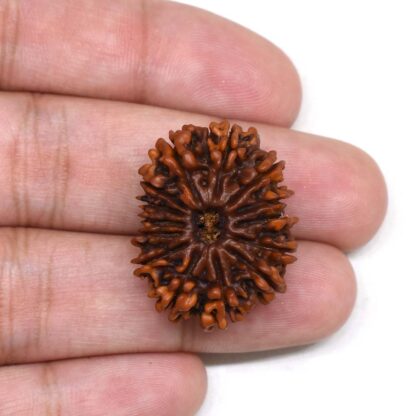 14-Mukhi-Rudraksha-Nepal-8-Hand