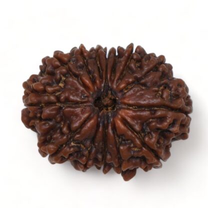 14-Mukhi-Rudraksha-Nepal-9