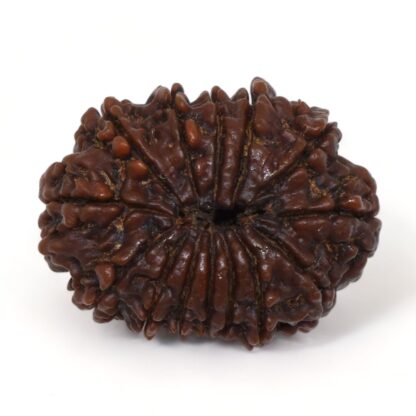 14-Mukhi-Rudraksha-Nepal-9-Back