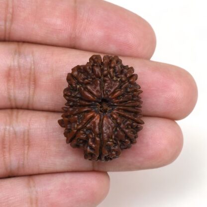 14-Mukhi-Rudraksha-Nepal-9-Hand