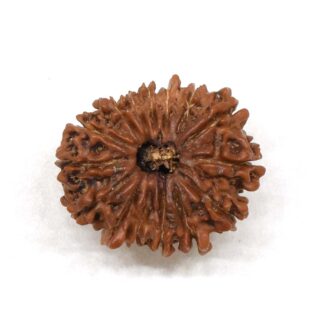15-Mukhi-Rudraksha-Nepal-1