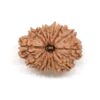 15-Mukhi-Rudraksha-Nepal-2