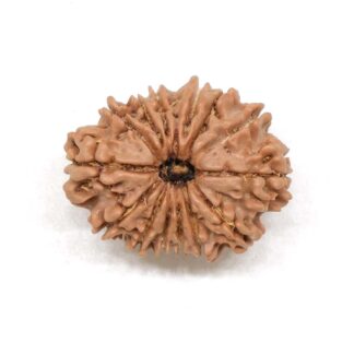 15-Mukhi-Rudraksha-Nepal-2