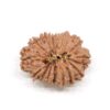 15-Mukhi-Rudraksha-Nepal-2-Back