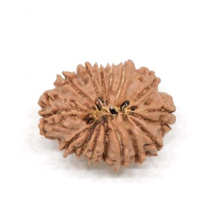 15-Mukhi-Rudraksha-Nepal-2-Back