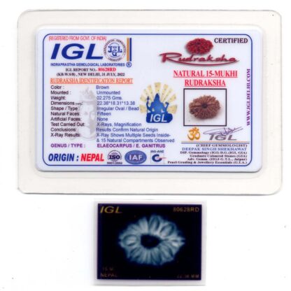 15-Mukhi-Rudraksha-Nepal-2-Certificate