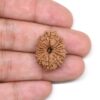 15-Mukhi-Rudraksha-Nepal-2-Hand