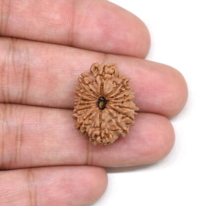 15-Mukhi-Rudraksha-Nepal-2-Hand