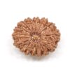 15-Mukhi-Rudraksha-Nepal-3