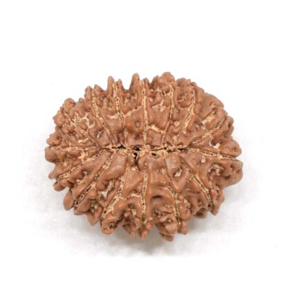 15-Mukhi-Rudraksha-Nepal-3-Back