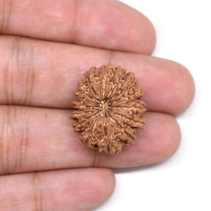 15-Mukhi-Rudraksha-Nepal-3-Hand