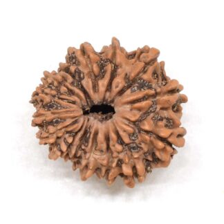 15-Mukhi-Rudraksha-Nepal-4