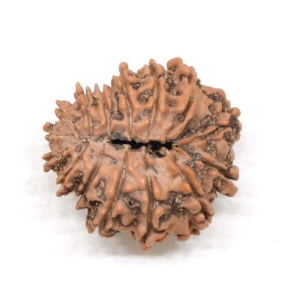 15-Mukhi-Rudraksha-Nepal-4-Back