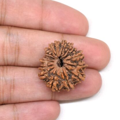 15-Mukhi-Rudraksha-Nepal-4-Hand