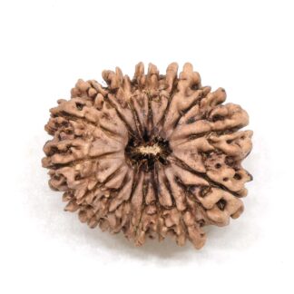 15-Mukhi-Rudraksha-Nepal-5