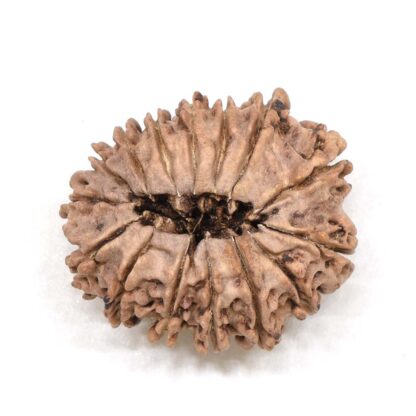 15-Mukhi-Rudraksha-Nepal-5-Back