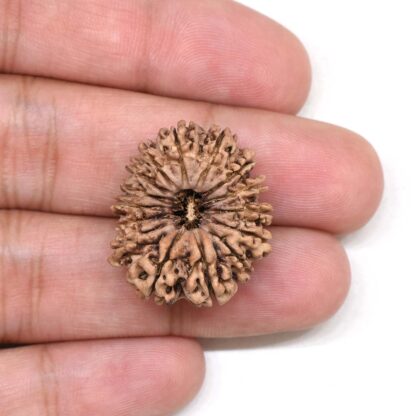 15-Mukhi-Rudraksha-Nepal-5-Hand