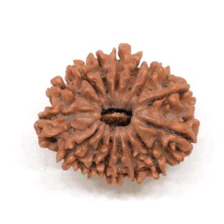 15-Mukhi-Rudraksha-Nepal-6