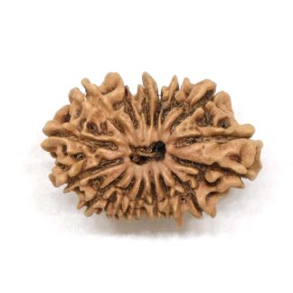 15-Mukhi-Rudraksha-Nepal-7