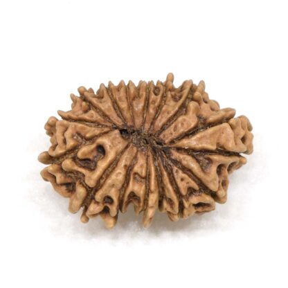 15-Mukhi-Rudraksha-Nepal-7-Back
