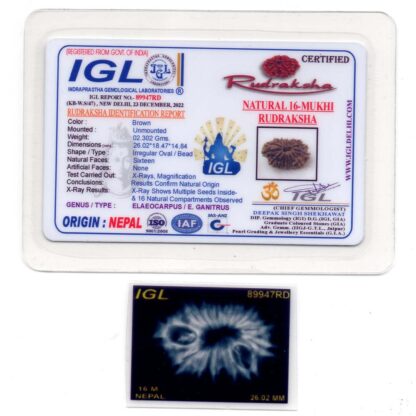 15-Mukhi-Rudraksha-Nepal-7-Certificate
