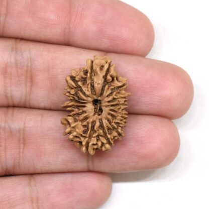 15-Mukhi-Rudraksha-Nepal-7-Hand