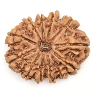 12-Mukhi-Rudraksha-Nepal-Collector-12